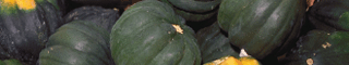 acorn squash