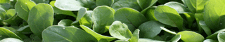 arugula