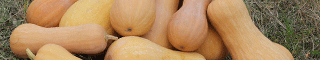 butternut squash