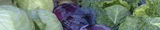 cabbage