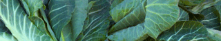 collard greens