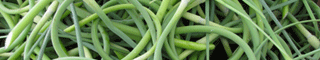 garlicscape