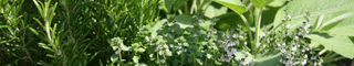 herbs