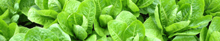 lettuce